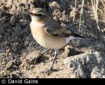 Wheatear