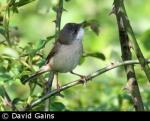 Whitethroat