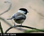 Willow Tit