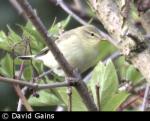 Willow Warbler