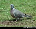 Woodpigeon