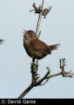 Wren