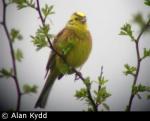 Yellowhammer