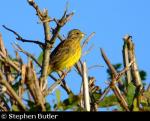 Yellowhammer