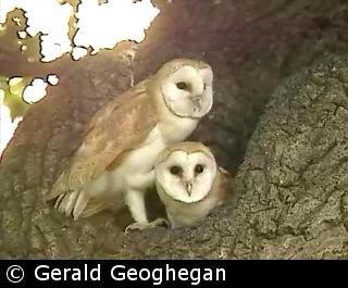 Barn Owl